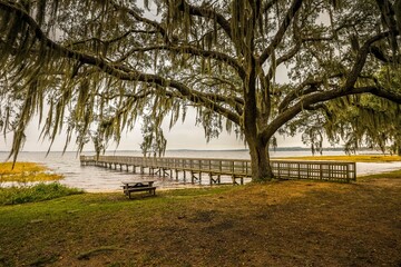 Spanish moss hanging from old majestic tree at fishing dock with park bench at public beach in Florida