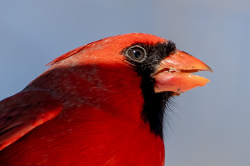 Male Northern Cardinal