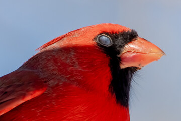 Male Northern Cardinal