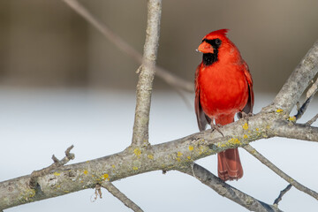 Male Northern Cardinal