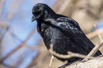 Obraz premium American Crow