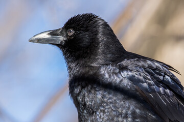 American Crow