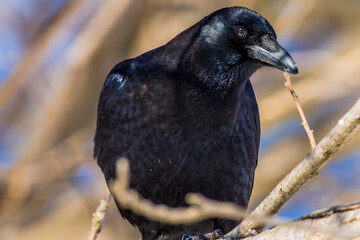 American Crow