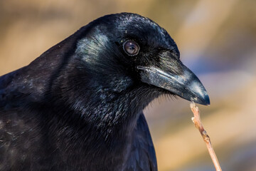 Detailed Crow Head SHot