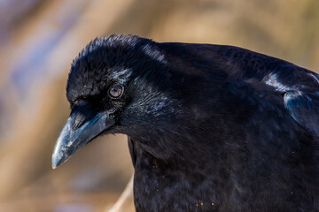 Fototapeta premium Detailed Crow Head SHot