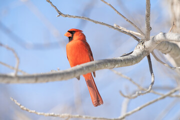 Male Northern Cardinal
