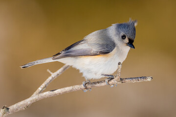 Tufted Titmouse