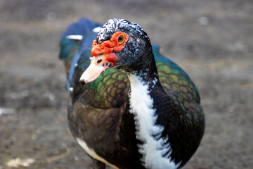 Muscovy Duck