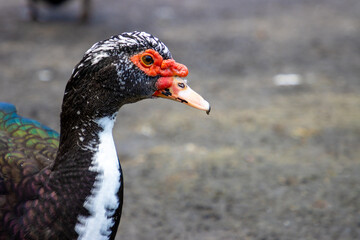 Muscovy Duck