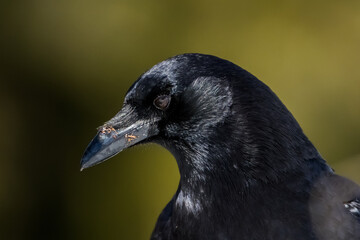 American Crow