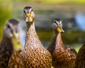 Mallard duck facing camera square