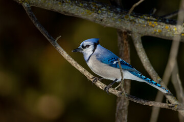 Blue Jay