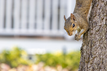 Squirrel eating nut on tree