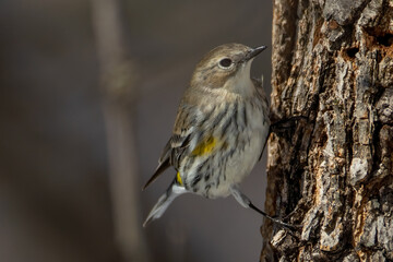 Fototapeta premium Yellow Rumped Warbler