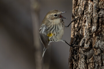 Yellow Rumped Warbler