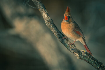 Female Northern Cardinal