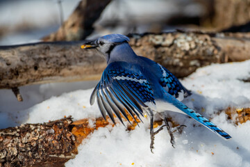 BlueJay