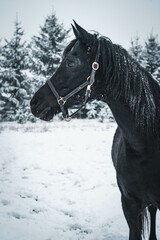 A grayscale portrait of a Black Arab horse in snowy landscape trees in the forest