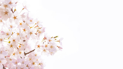 Cherry blossoms in full bloom in spring background image