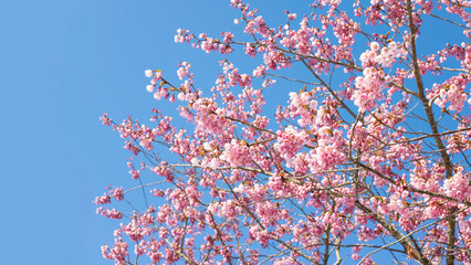 Background image of cherry blossoms in full bloom and blue sky in spring