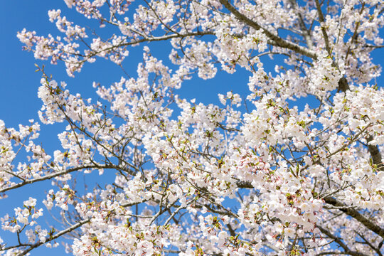 Background image of cherry blossoms in full bloom and blue sky in spring