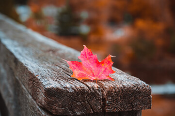 autumn leaves on a wooden fence