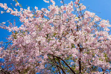 京都の三千院で見た、満開に咲き誇る桜の木と快晴の青空