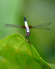 dragonfly on a green leaf