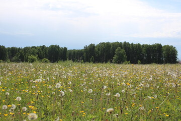 Obraz premium nature in summer in Siberia field with green grass in the forest
