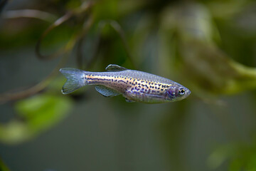 Danio rerio - Leopard Danio