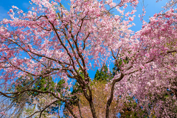 京都の三千院で見た、満開に咲き誇る桜の花と快晴の青空