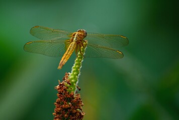 dragonfly on a leaf