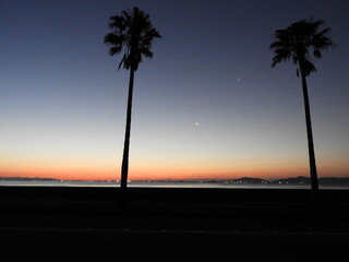 ヤシの木と朝焼け