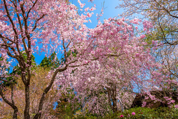 京都の三千院で見た、満開に咲き誇る桜の花と快晴の青空