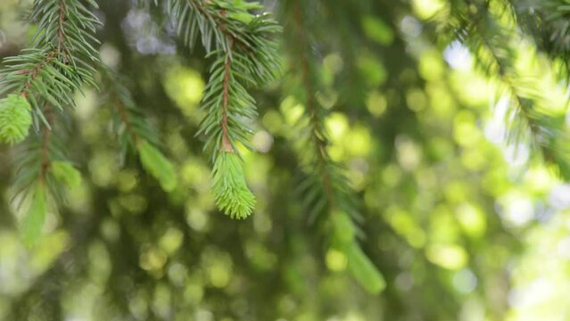 Young green fir tree branch moving in the light wind breeze. High quality FullHD footage