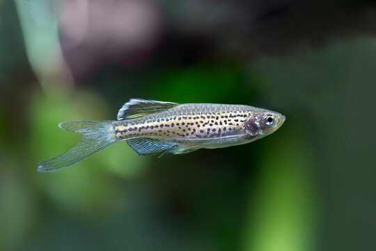 Danio rerio - Longfin Leopard Danio