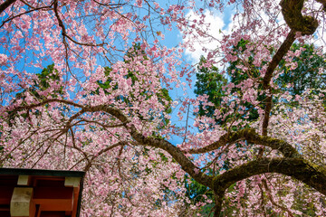 京都の三千院で見た、満開の桜の木と快晴の青空
