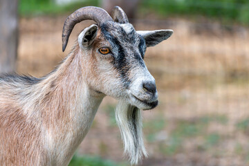 portrait of a goat