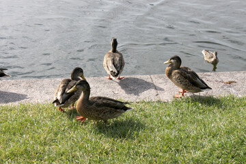 wild ducks in the pond
