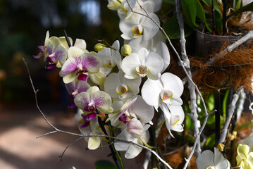 Two types of orchid flowers close up