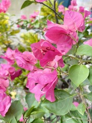 Pink Bougainvillea flower in nature garden