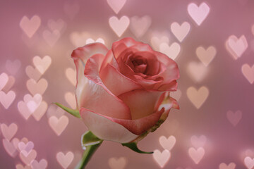 Isolated White and Pink Rose on a Heart-shaped Bokeh Background