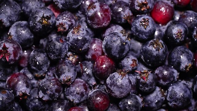 Fresh juicy serviceberries (shadberries) rotation background. Loop motion