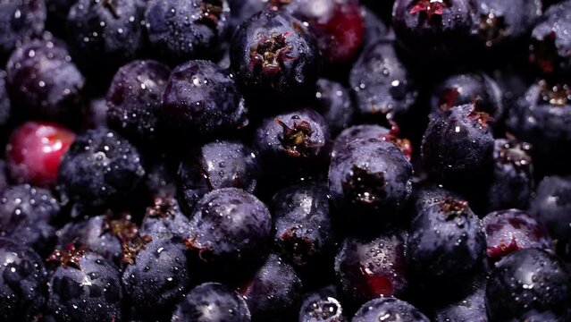 Fresh juicy serviceberries (shadberries) rotation background. Loop motion