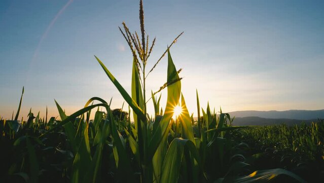 green maize corn in plantation cornfield in the evening and light sunset, crops in agriculture, animal feed agricultural industry, Crane shots and Tilt-up camera