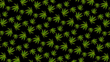Pattern of cannabis leaves against a black background. Fresh hemp leaves grown on plantation Marijuana for medical or cosmetic needs. Hemp oil and Green leaves of medicinal cannabis