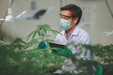 The expert scientist with gloves checking cannabis plants in a greenhouse. Concept of herbal...