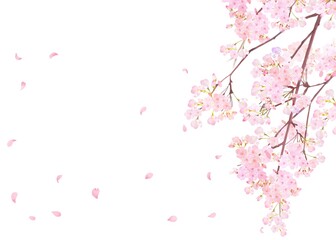 Obraz na płótnie Canvas 美しく華やかな満開の桜の花と花びら舞い散る春の白バック縦フレームベクター素材イラスト