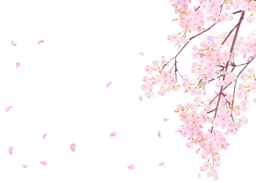 桜背景横 の画像 3 1 件の Stock 写真 ベクターおよびビデオ Adobe Stock