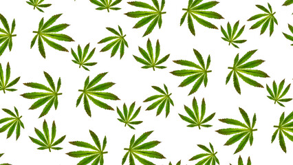 Naklejka na ściany i meble Pattern of cannabis leaves against a white background. Fresh hemp leaves grown on plantation Marijuana for medical or cosmetic needs. Hemp oil and Green leaves of medicinal cannabis